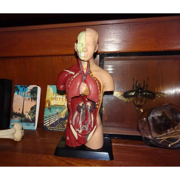 Vintage Human Torso Model w/ detachable Heart Lungs oddity curiosity medical - Picture 9 of 10